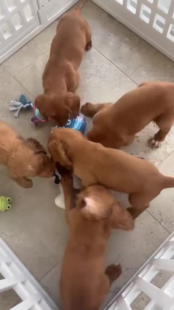Cocker Spaniel dogs for sale: Cocker spaniels  - Video 1