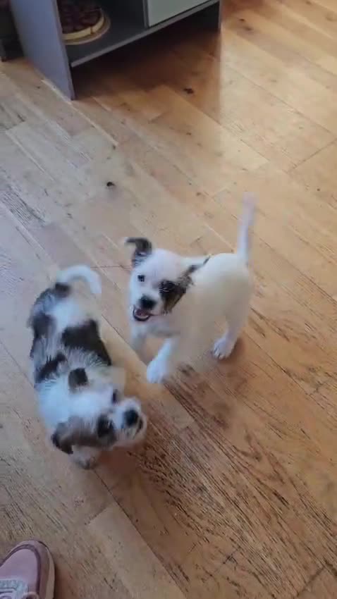 Mixed Breed dogs for sale: Shin tzu cross puppies - Video 1