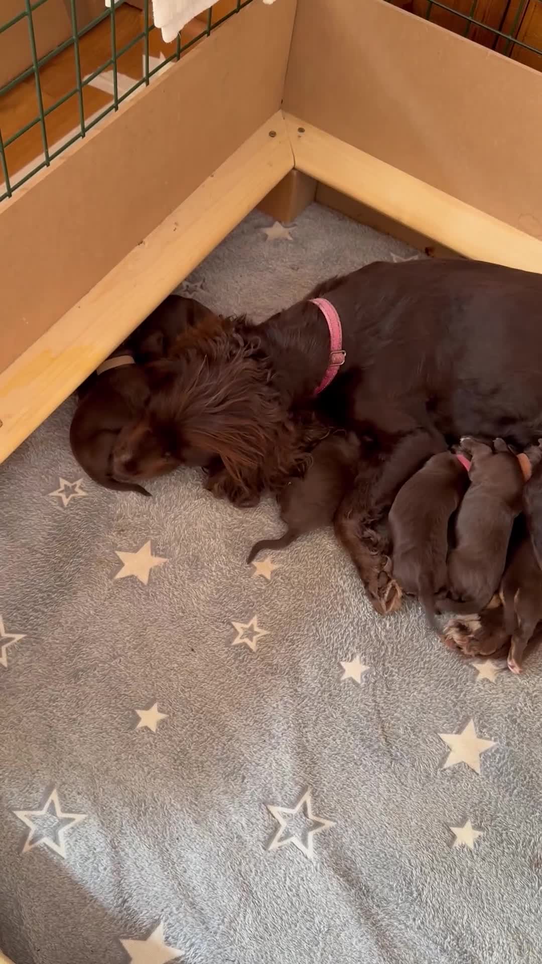 Cocker Spaniel dogs for sale: Stunning working cocker spaniels puppies  - Video 3