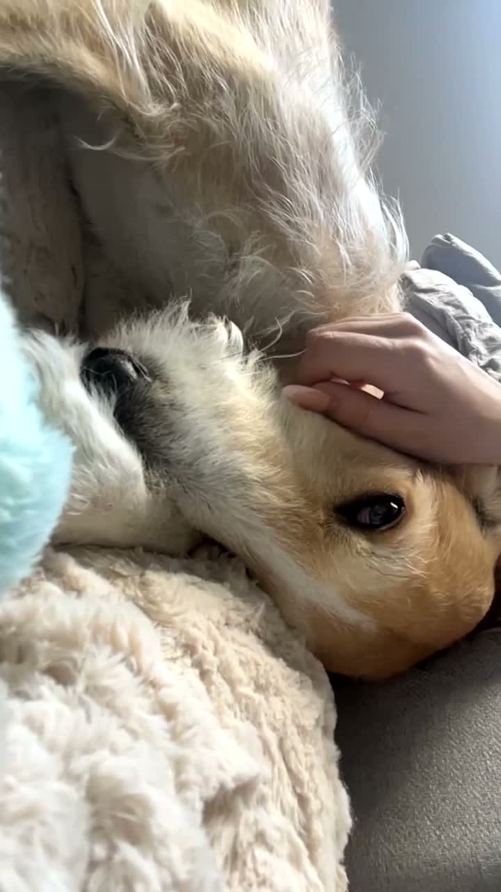 Mixed Breed dogs for sale: Beautiful Lurcher x hybrid  in Pontefract - Video 1