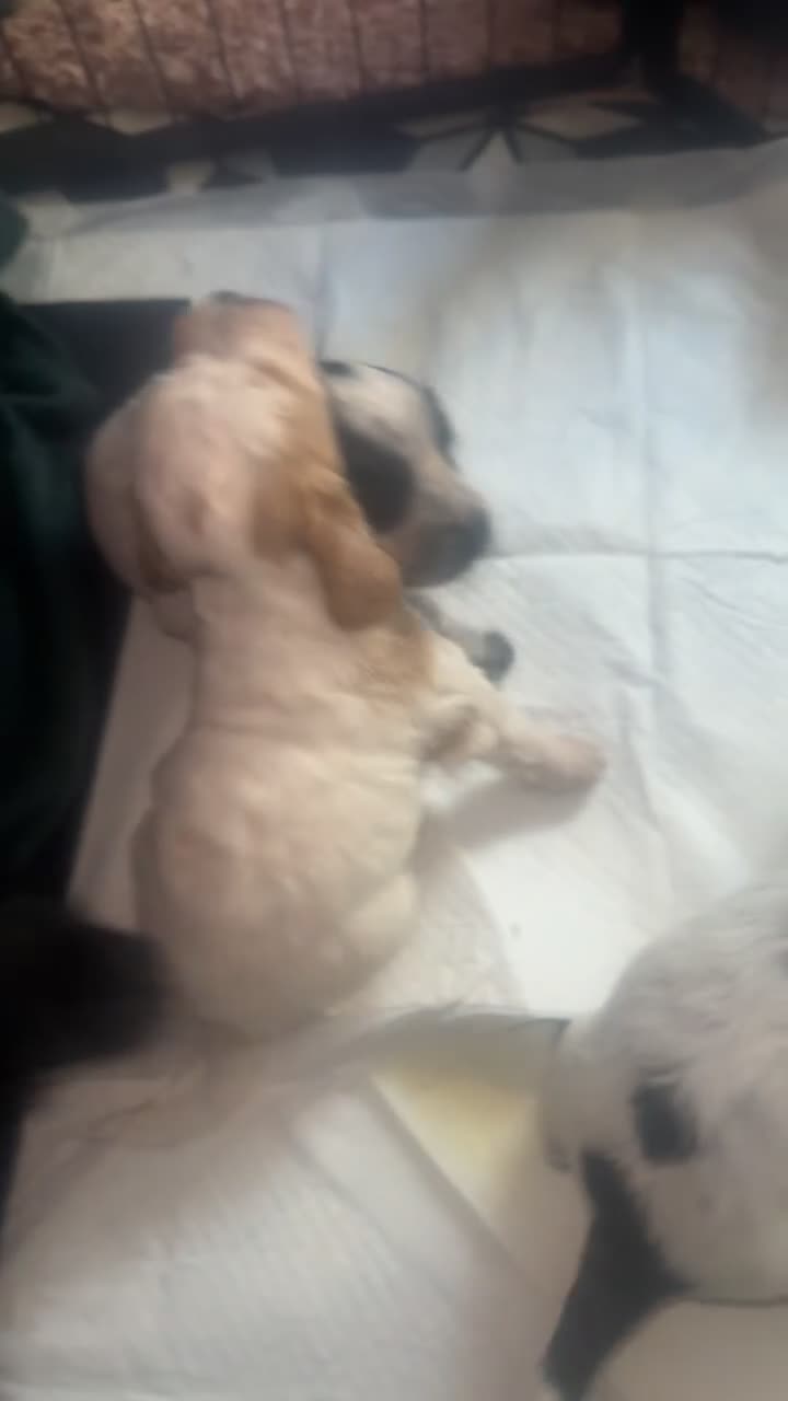 Cockapoo dogs for sale: F2 Cockapoo  - Video 5