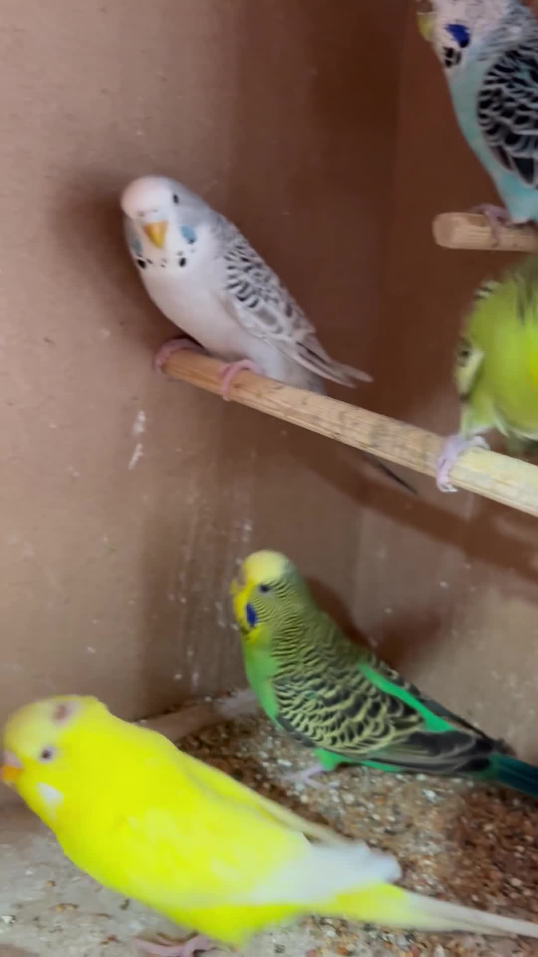 Budgerigars birds for sale: Beautiful baby Budgies - Video 1
