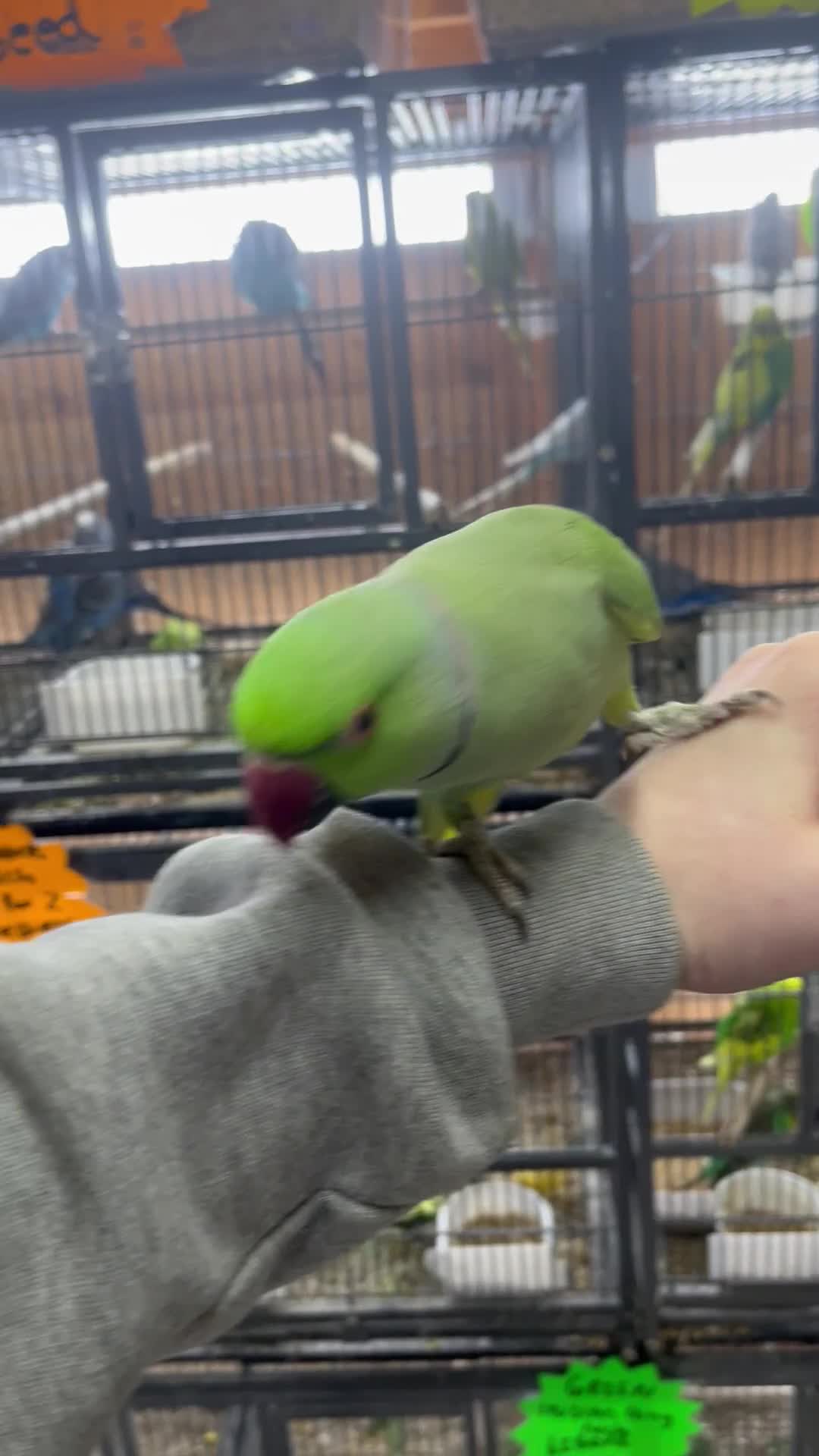Budgerigars birds for sale: Lots of baby/adult budgies  - Video 1
