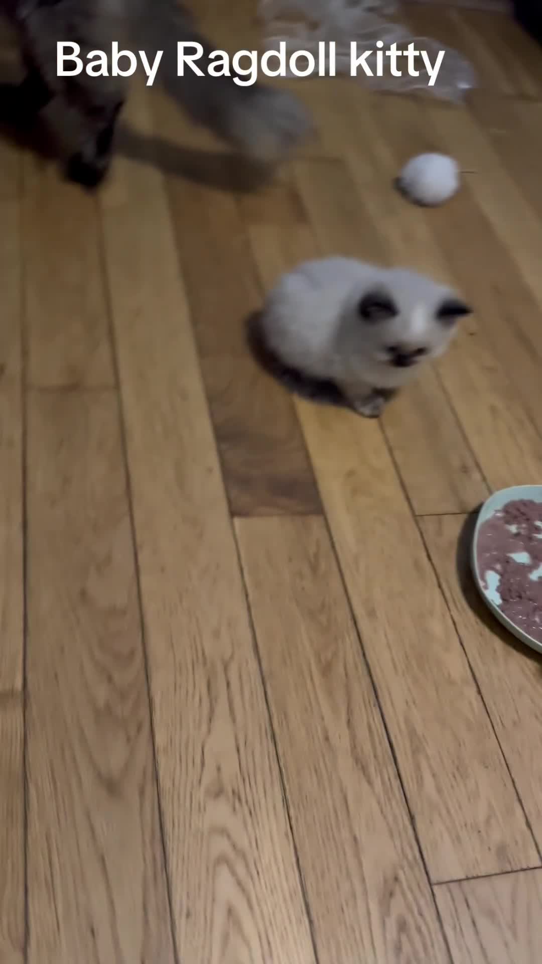 Ragdoll cats for sale: Pure ragdoll  - Video 3