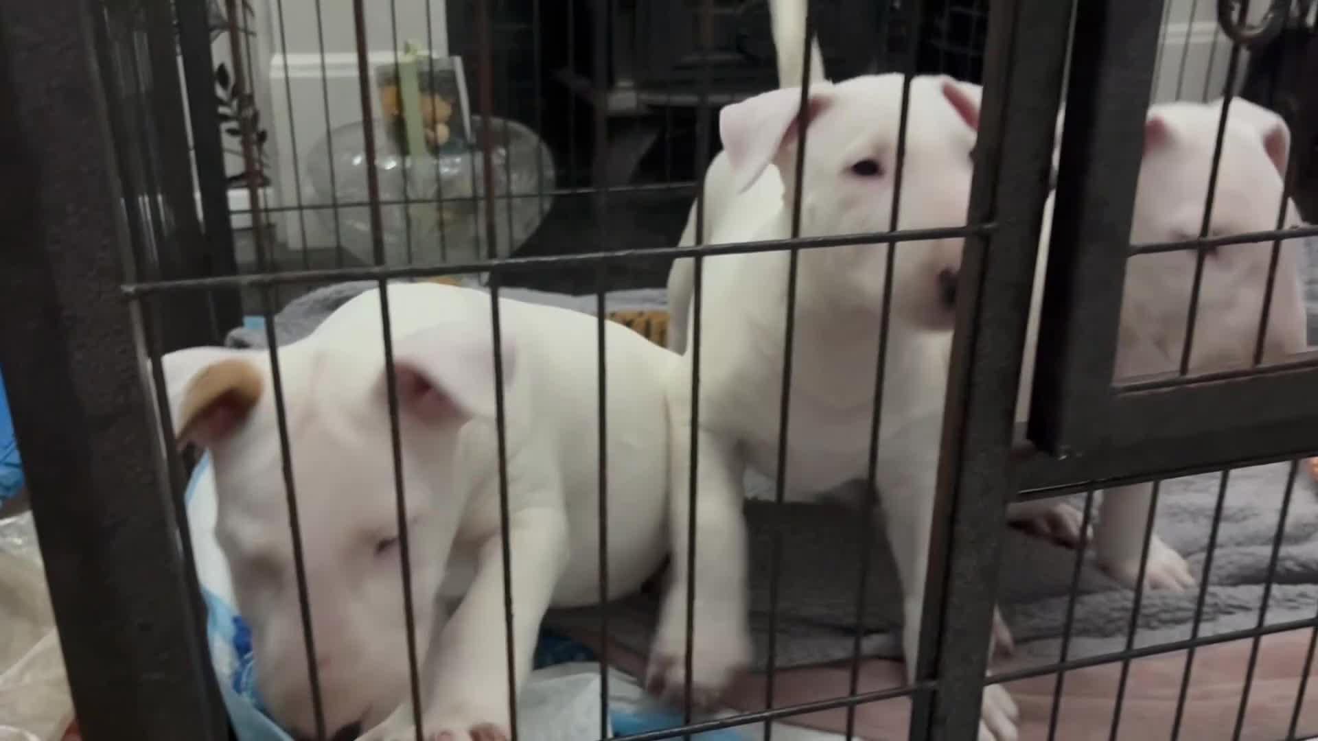 English Bull Terrier dogs for sale: beautiful KC registered bull terrier pups - Video 1