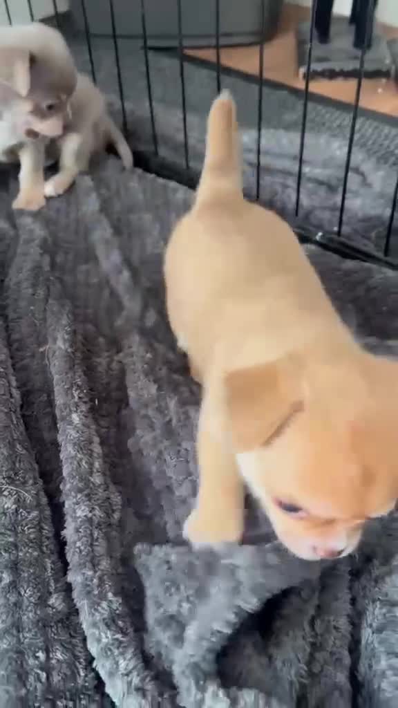 Chihuahua dogs for sale: Chihuahua puppies 2 boys kc registered  - Video 1