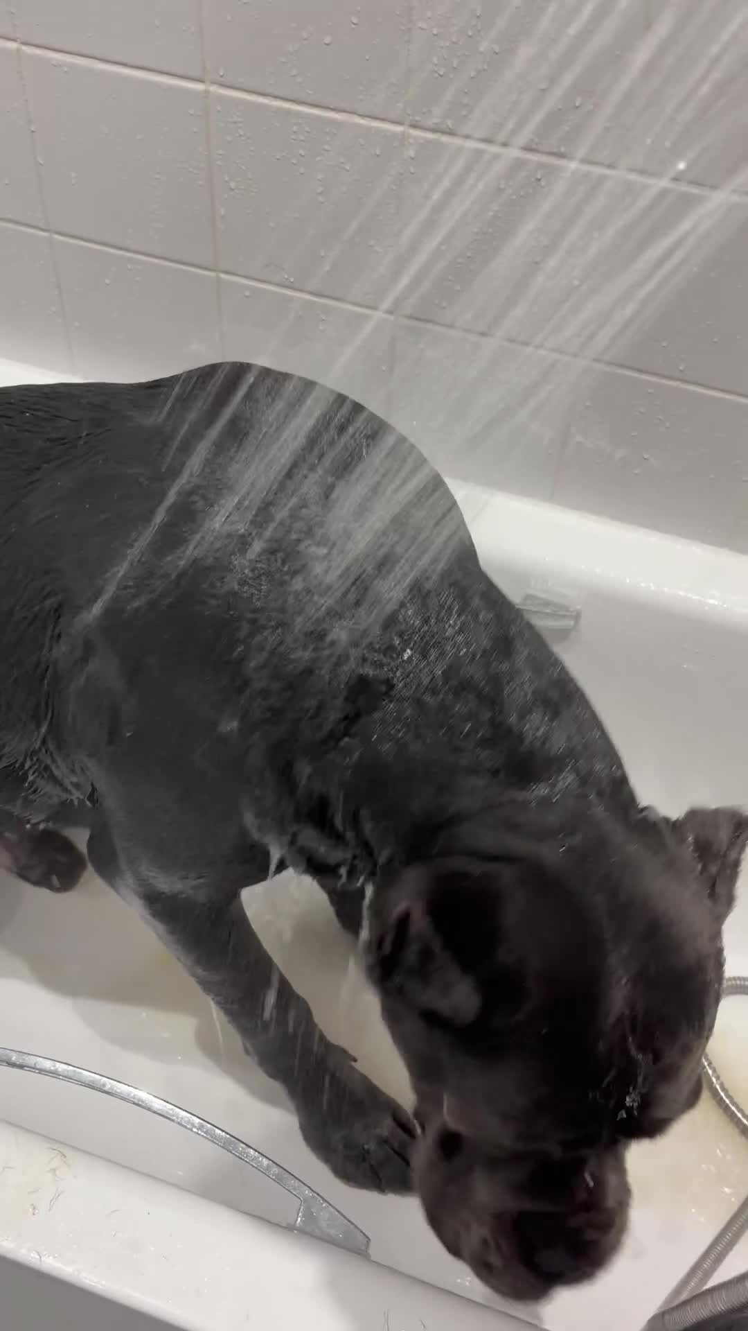 Cane Corso dogs for stud: Genuine Cane Corso Top Quality - Video 2