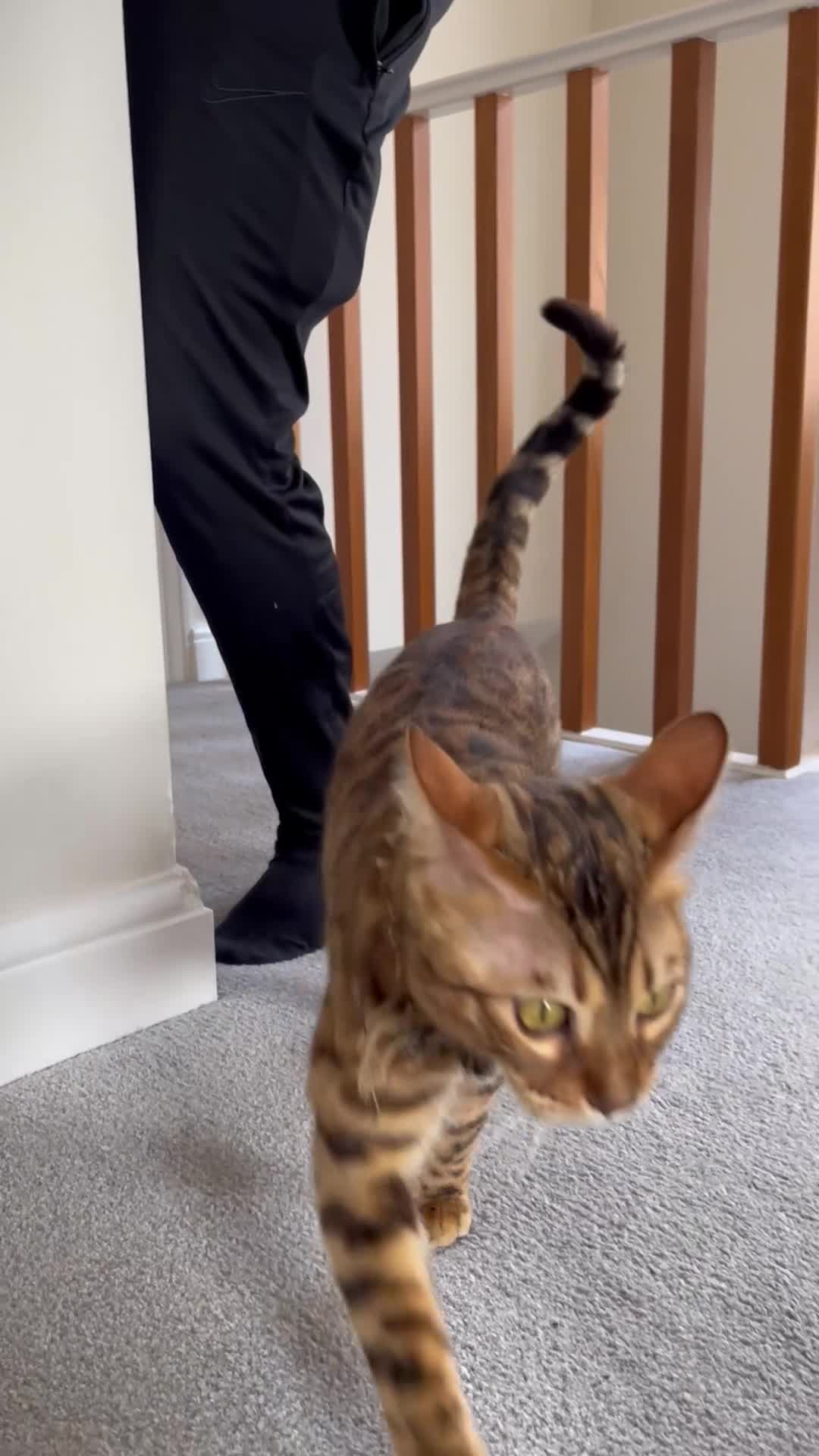 Bengal cats for sale: Bengal Cat For Sale - Video 1