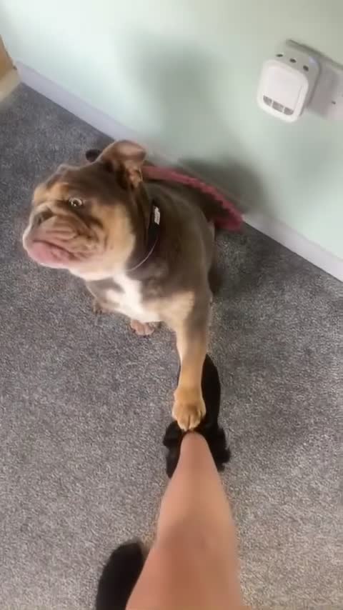 English Bulldog dogs for sale: Female English Bulldog - Video 1