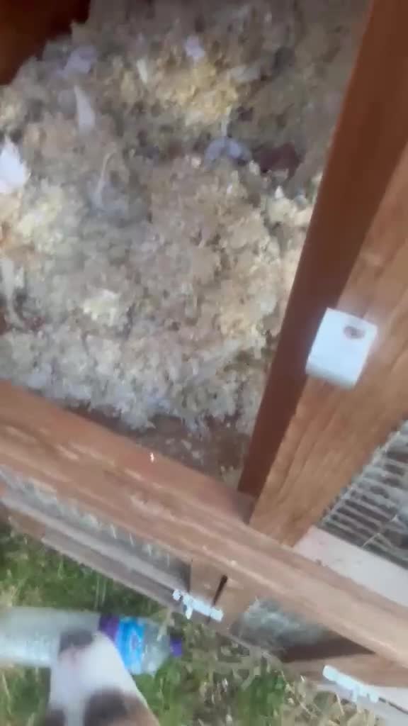 Ferret rodents for sale: Ferret kits for sale  in High Wycombe - Video 1