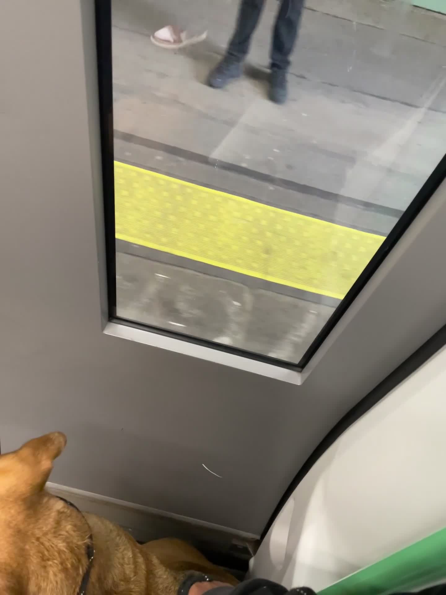 Mixed Breed dogs for sale: Raven  - Video 1