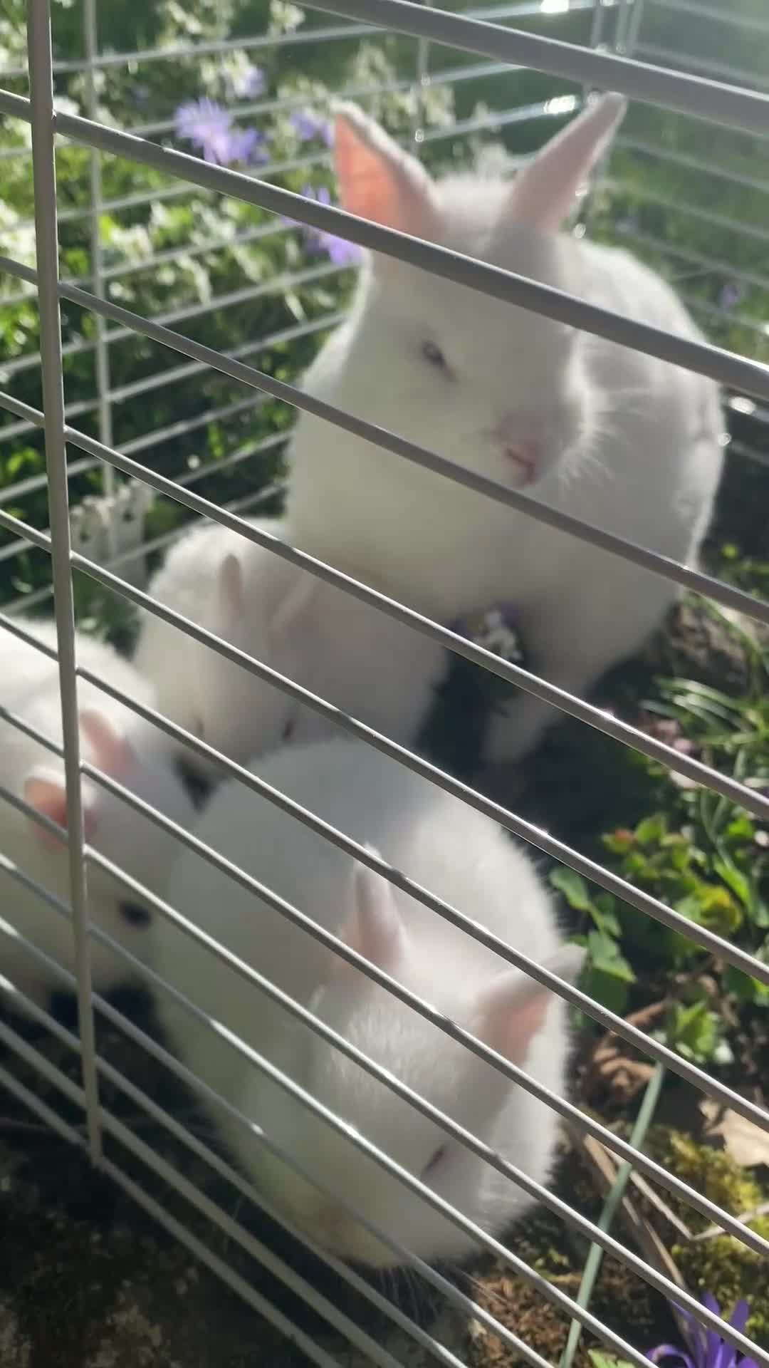 Netherland Dwarf rabbits for sale: Netherland Dwarf - Video 1