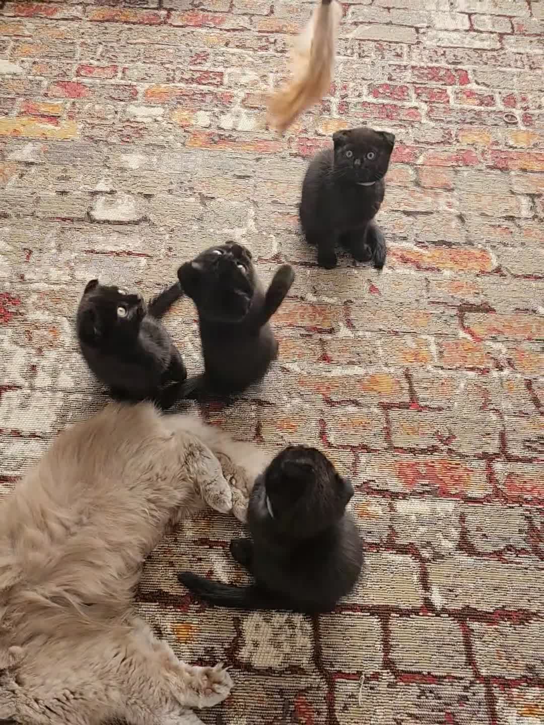 Mixed Breed cats for sale: Scottish Fold Kittens!Rare 🍫chocolate colour🐱 - Video 2