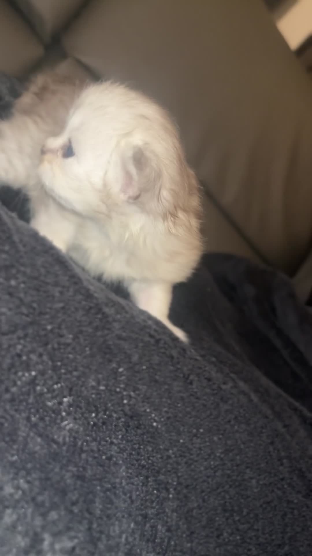 Persian cats for sale: Persian Kittens - Video 3