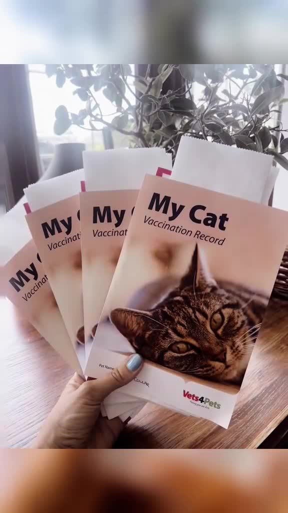 Bengal cats for sale: 🐾 TICA REGISTERED, READY TO LEAVE  😍😍 - Video 3
