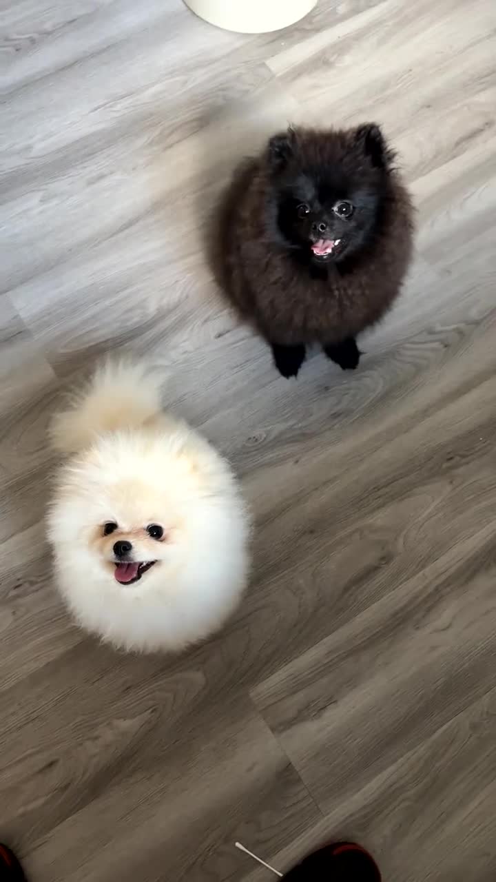 Pomeranian dogs for stud: Cream boy black boys - Video 1