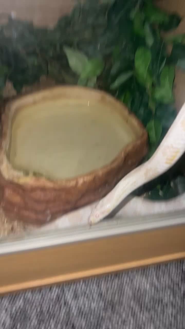 Corn Snake reptiles for sale: Albino corn snake  - Video 2