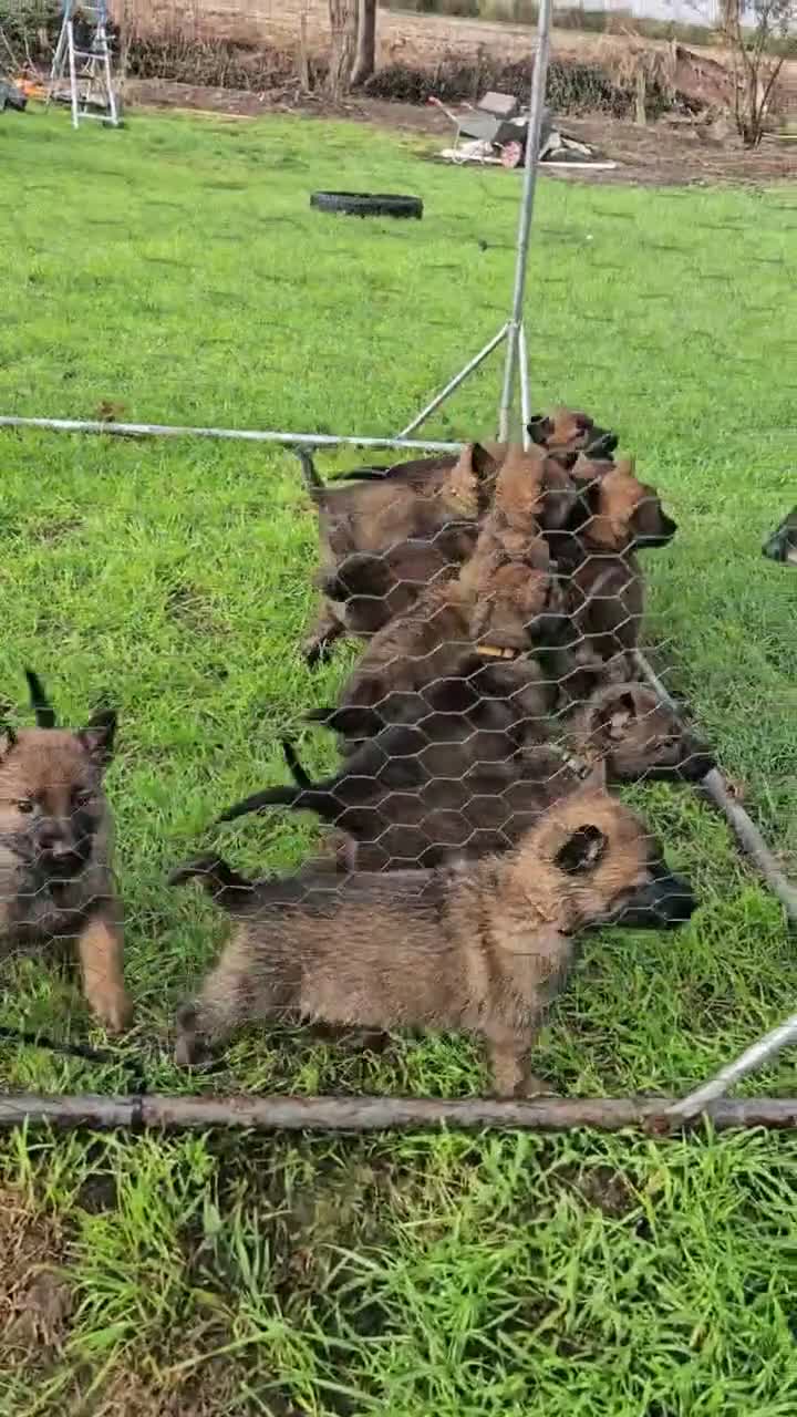 Mixed Breed dogs for sale: German Shepherd x Belgian Malinois - Video 1