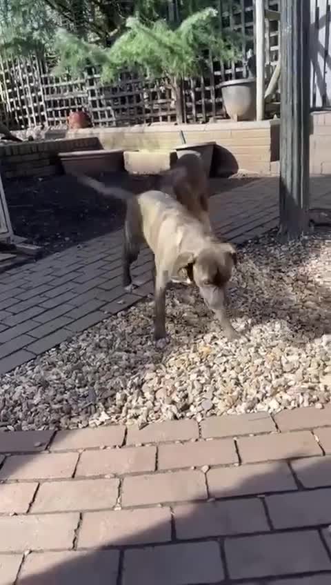 Mixed Breed dogs for adoption: Daniel is looking for his forever home in Atherstone - Video 1