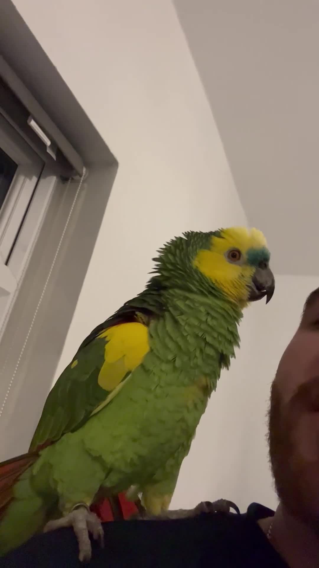 Parrots birds for sale: Amazon blue front in Stockton-on-Tees - Video 1