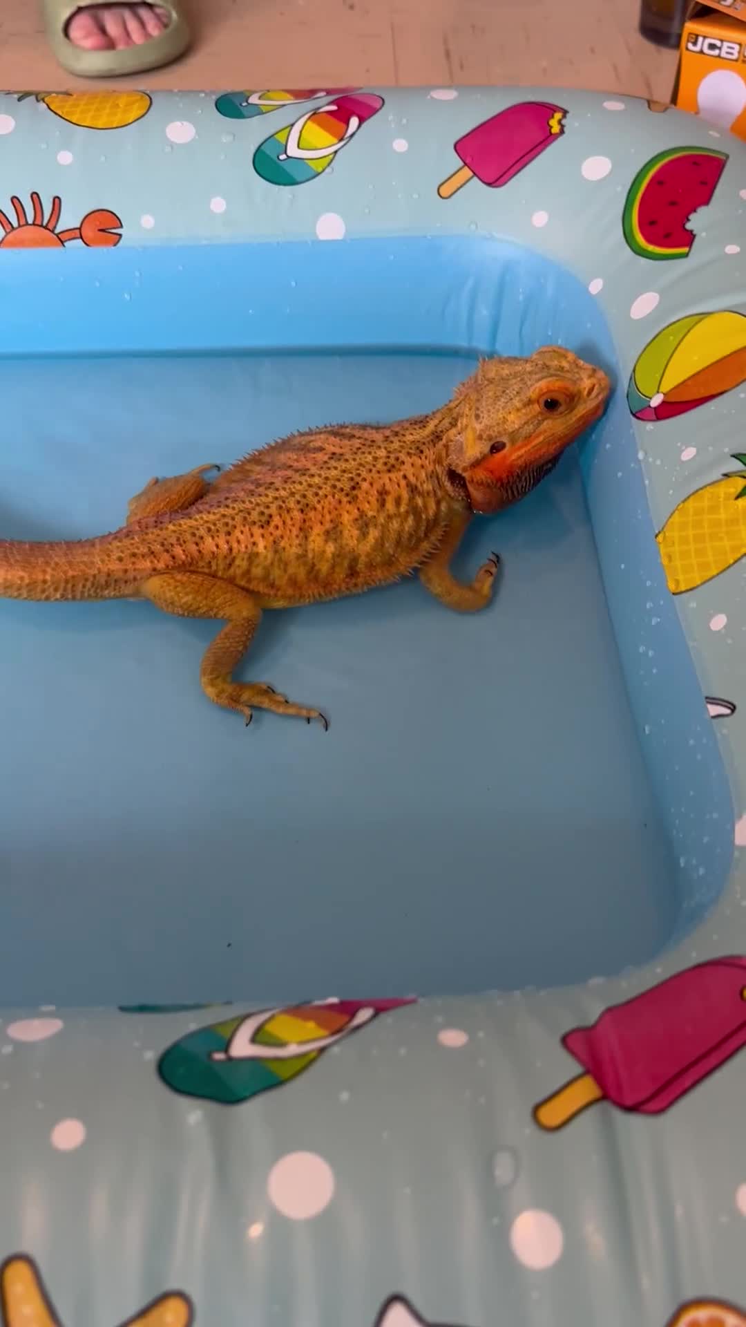 Bearded Dragon reptiles for sale: Bearded dragon  - Video 1