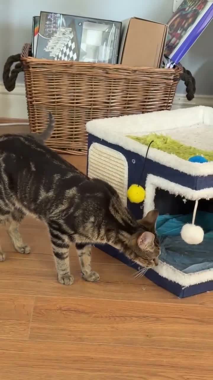 Mixed Breed cats for sale: House cats litter  in Gretna - Video 1