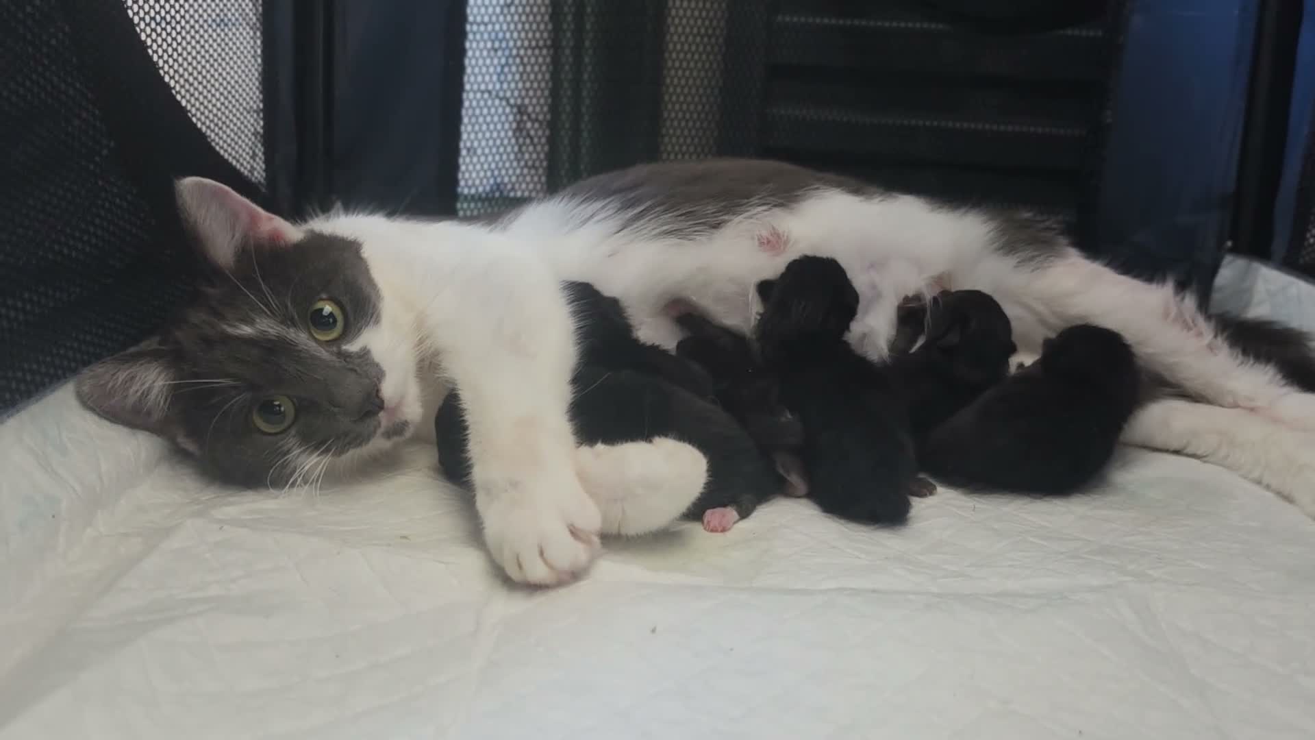 Mixed Breed cats for sale: Halloween kitties!  in Canterbury - Video 2
