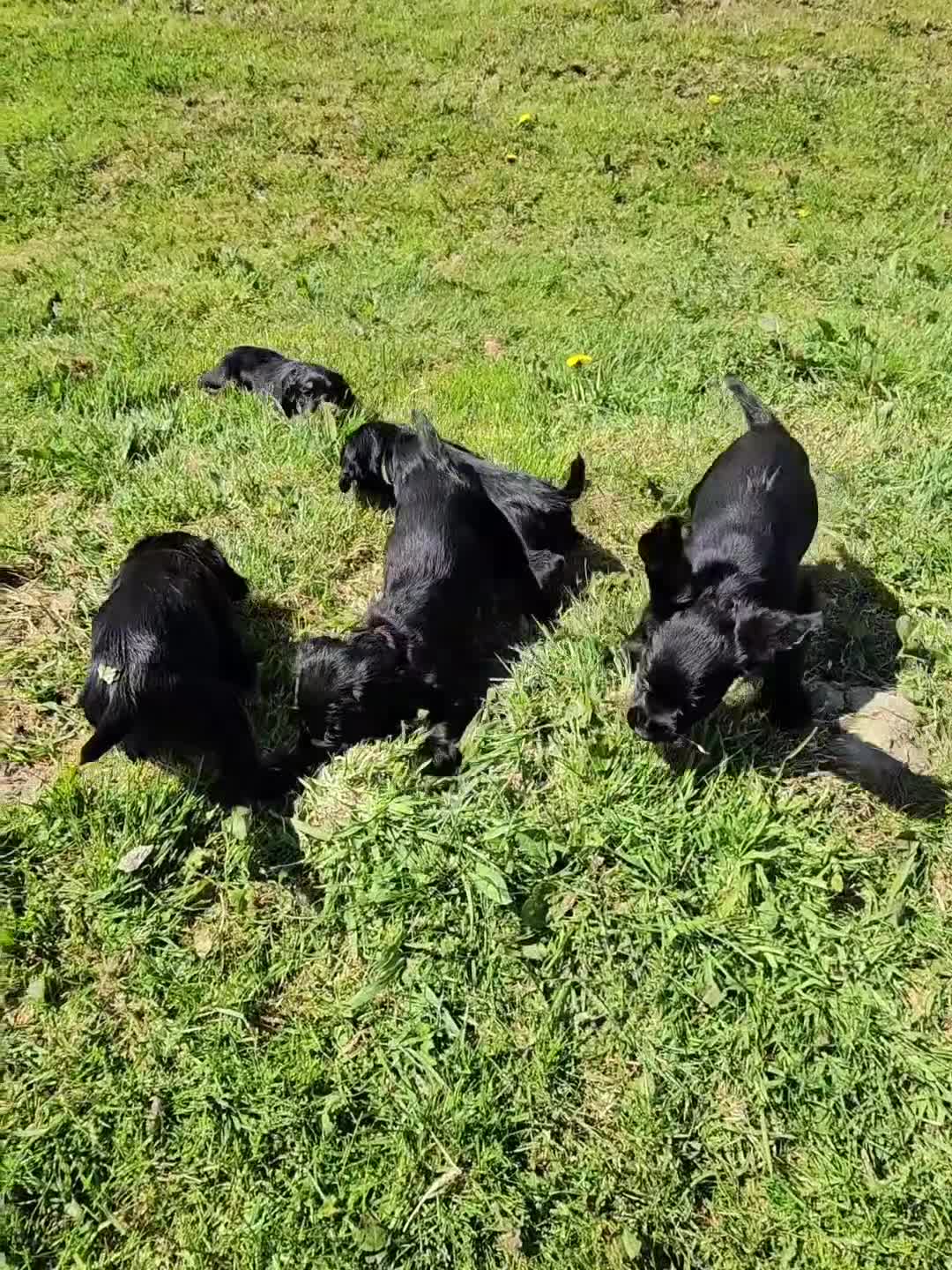 Cocker Spaniel dogs for sale: 3 beautiful boys left  in Lancaster - Video 1