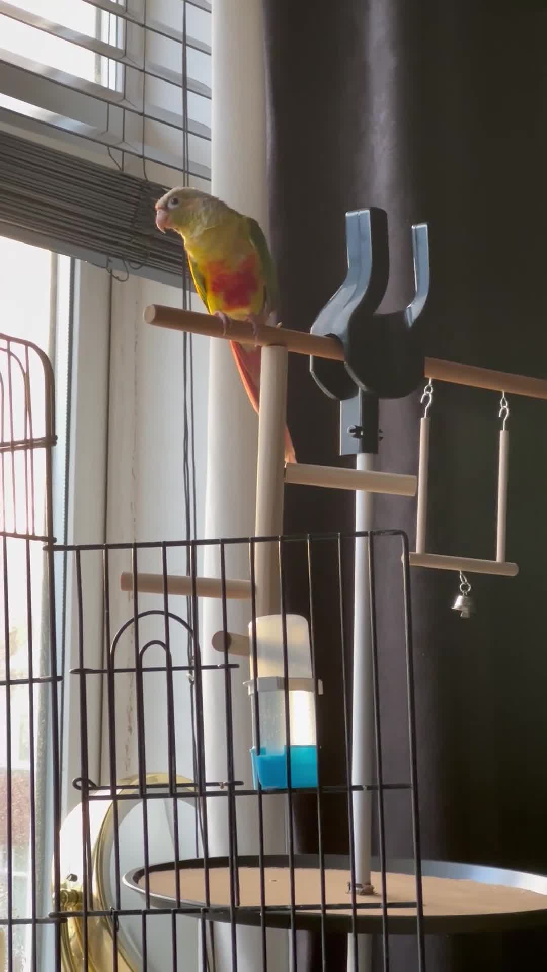 Conures birds for sale: Green Cheeked Conure  - Video 1