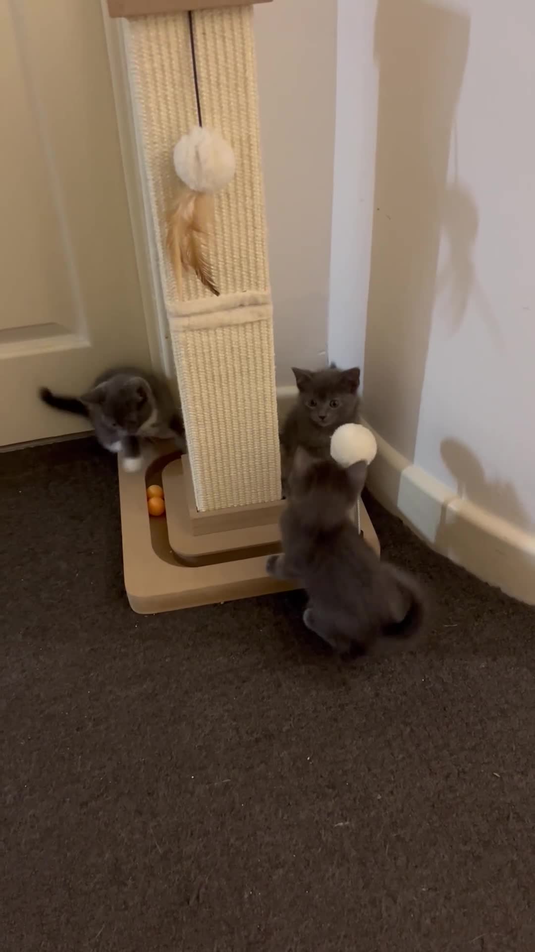 Ragdoll cats for sale: Adorable kittens ( Ragdoll cross) - Video 1