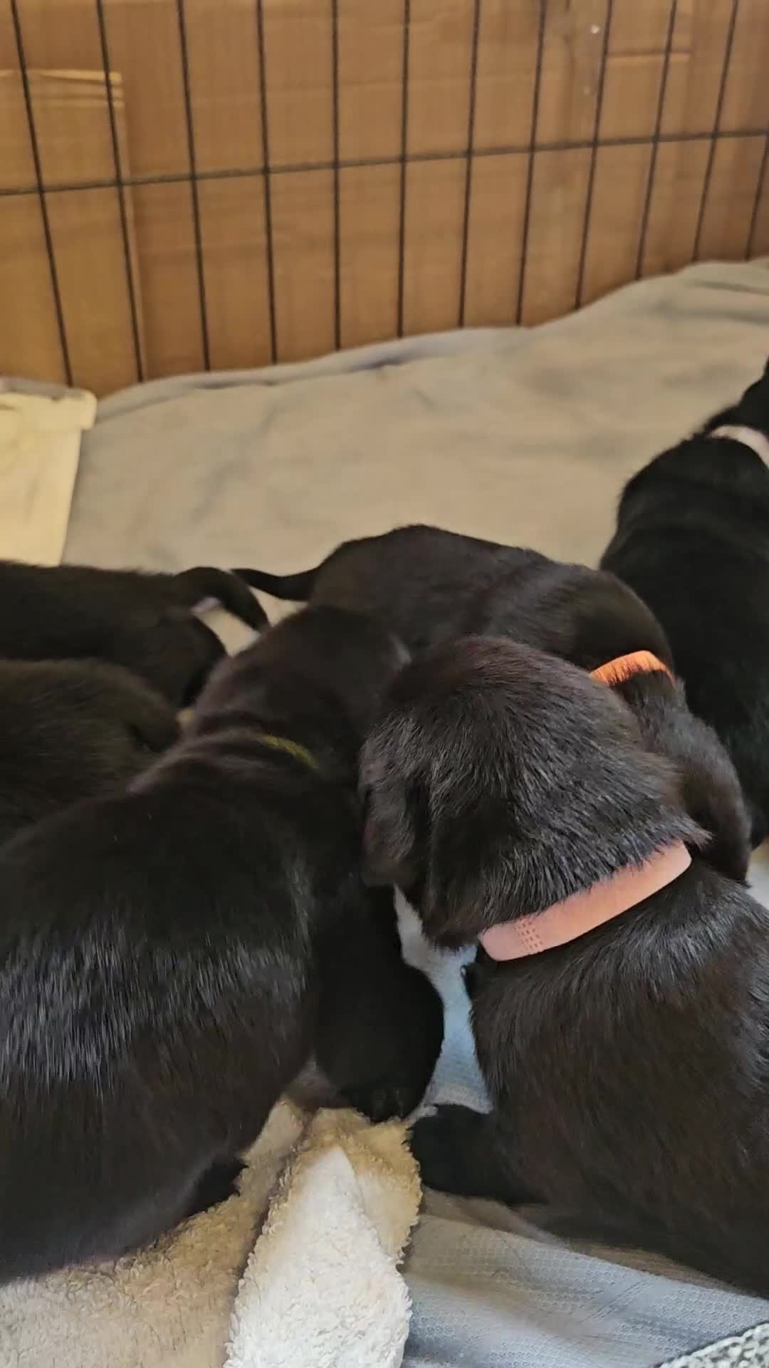 Labrador Retriever dogs for sale: Black labrador retreivers - Video 1