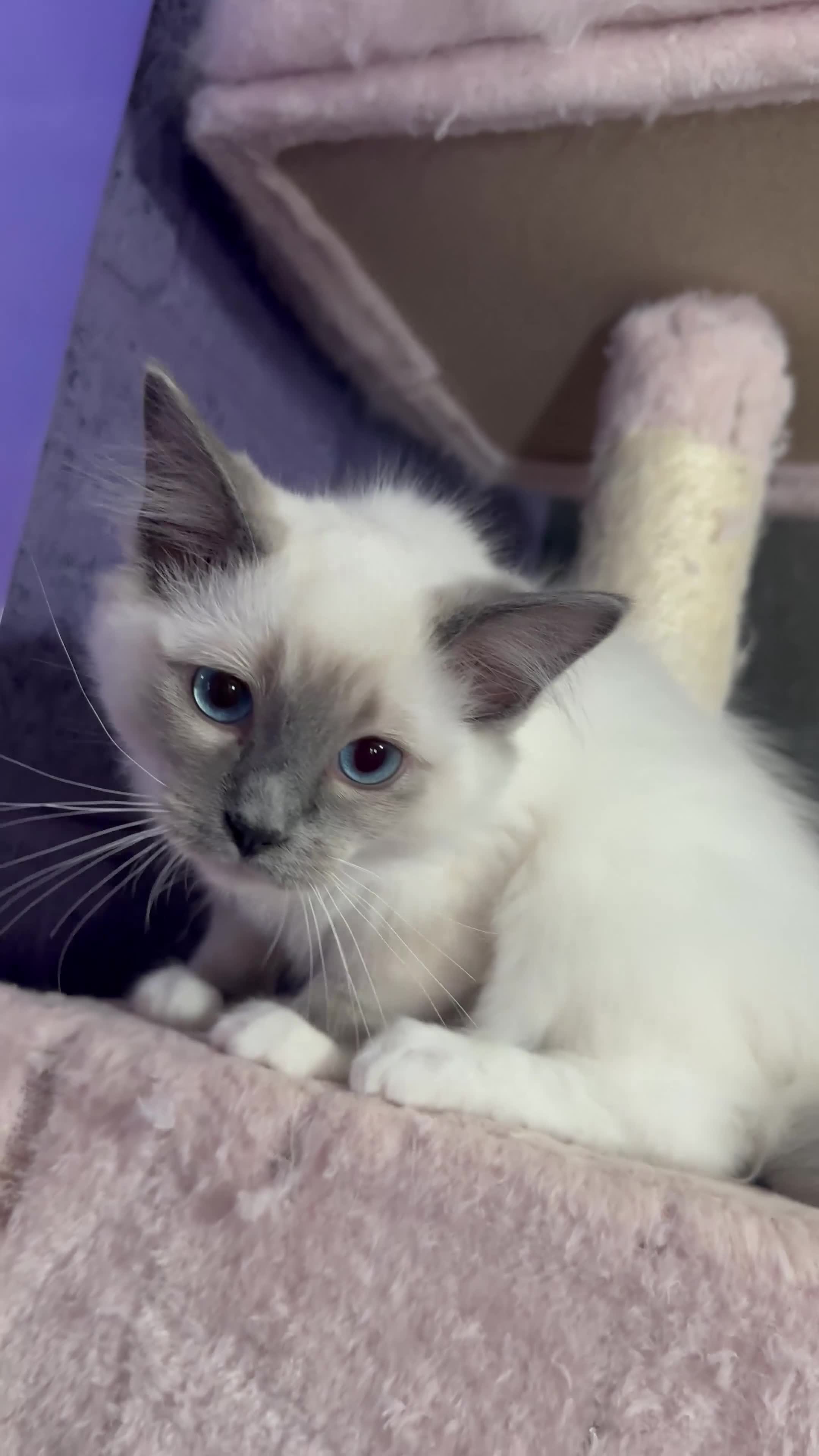 Ragdoll cats for sale: 1 MALE Blue mitted Ragdoll kitten £600 16 wks - Video 1