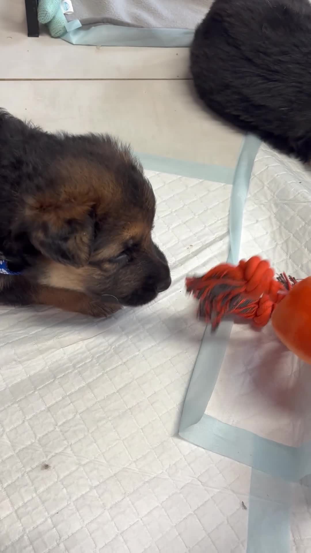 German Shepherd dogs for sale: German shepherd puppies  in Warwick - Video 1