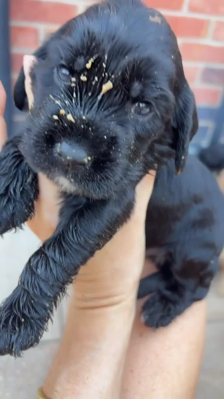 Mixed Breed dogs for sale: Sprockerpoo Puppies  - Video 3