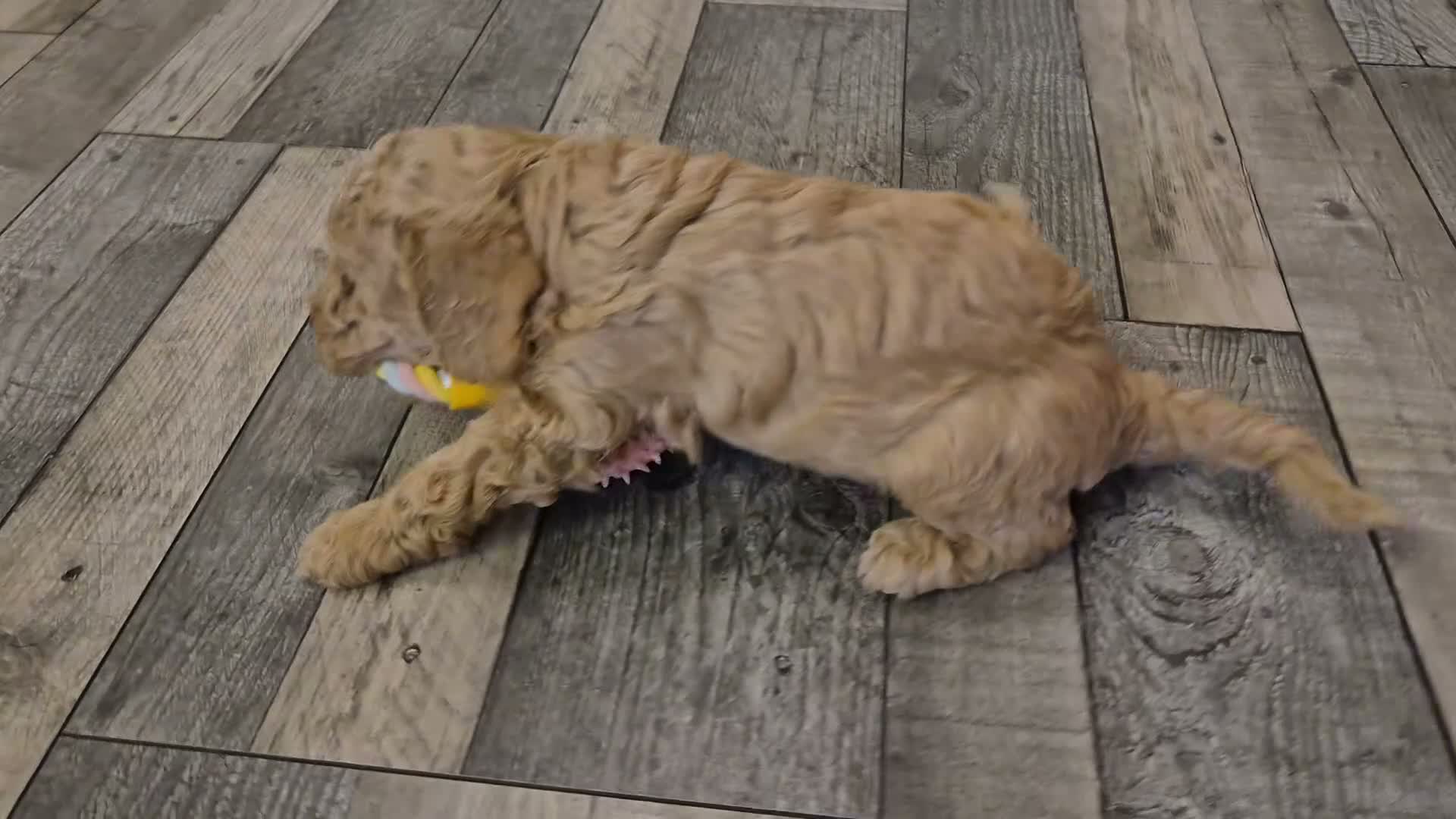 Cockapoo dogs for sale: Last cockapoo puppy available NOW - Video 3