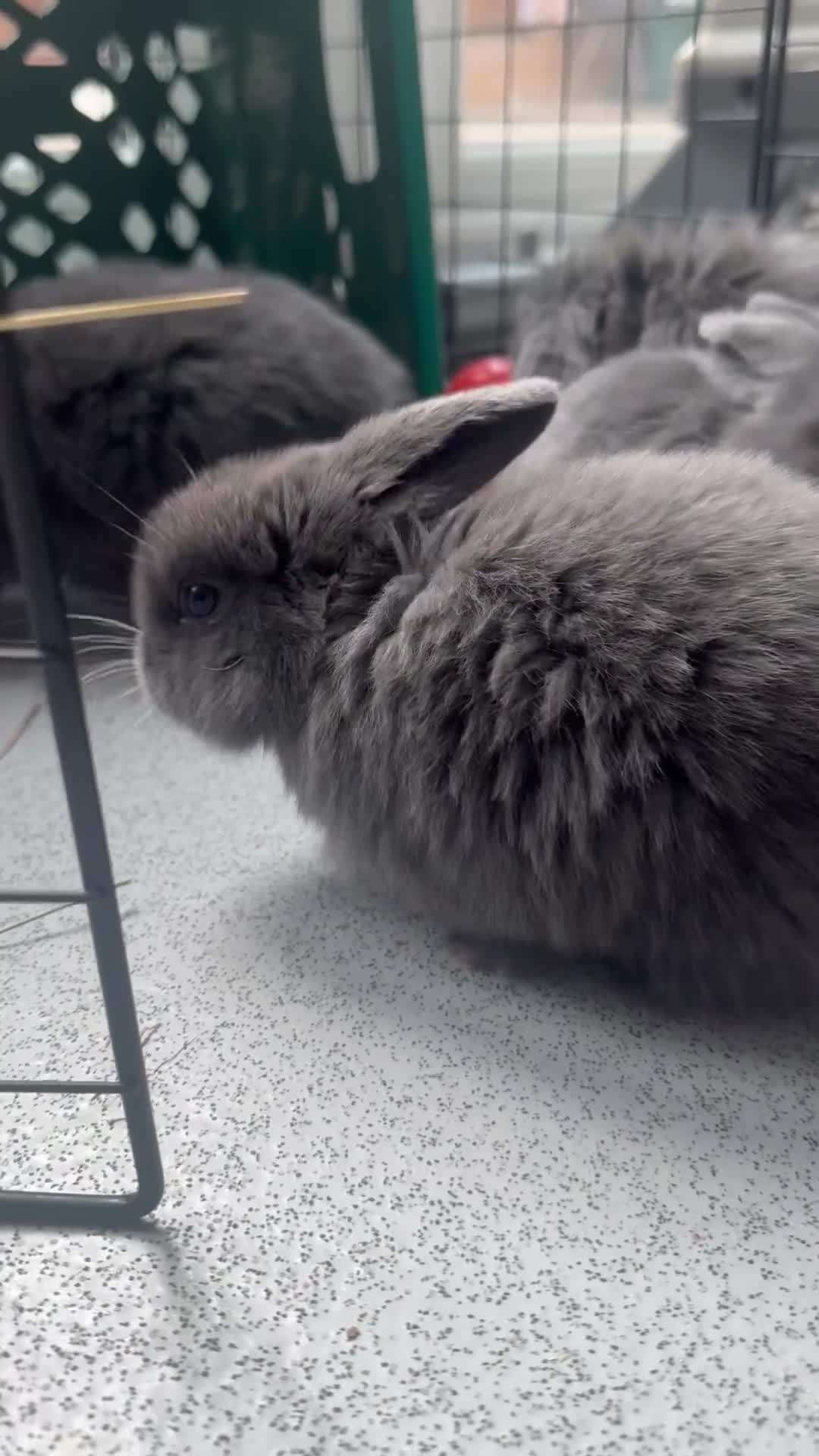 Mini Lop rabbits for sale: Pure bred Mini Lop bunnies  - Video 1