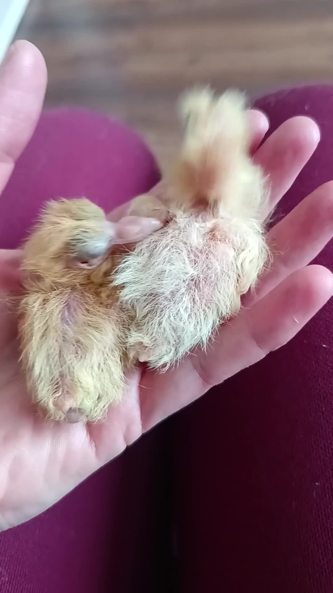 Pigeons birds for sale: Fantail pigeon  - Video 2