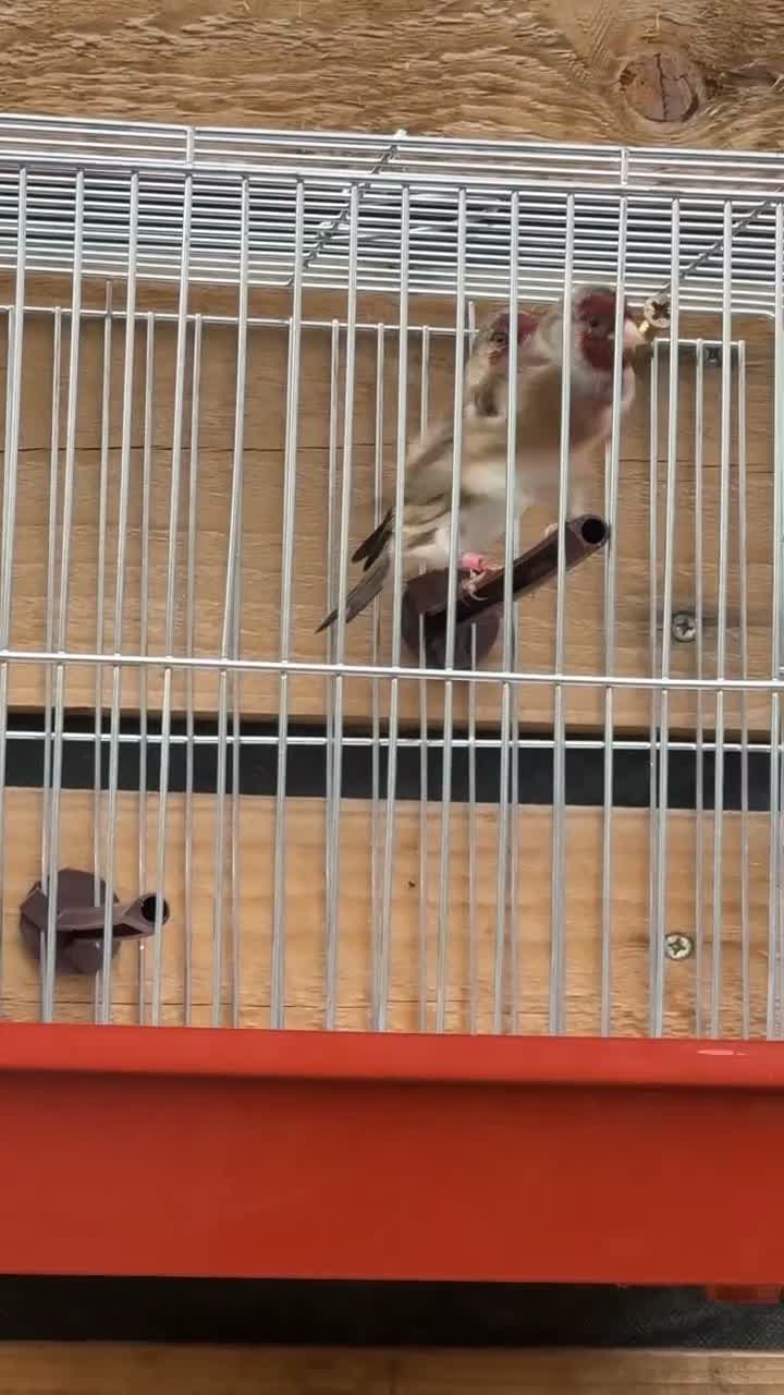 Mixed Breed birds for sale: Goldfinch mules in Manchester - Video 2