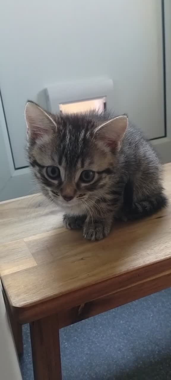 Mixed Breed cats for sale: 4 kittens  - Video 4