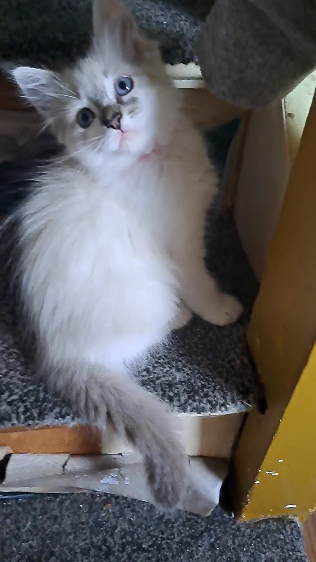 Ragdoll cats for sale: 2 beautiful Ragdoll/Maine coon kittens  - Video 1