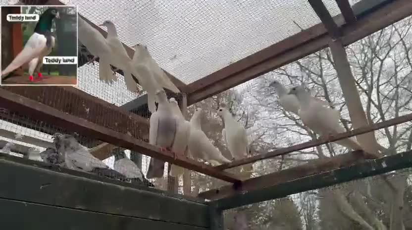 Pigeons birds for sale: Malvai , Patti walay pigeons for sale  - Video 1