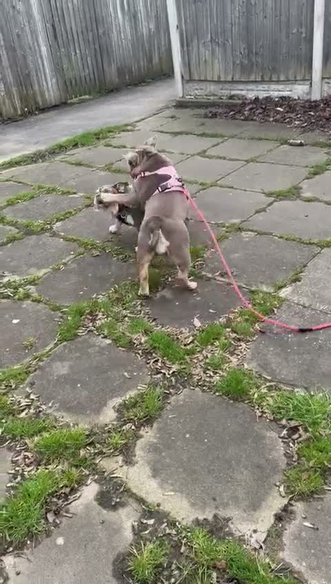 English Bulldog dogs for sale: English bulldog 12month female - Video 1
