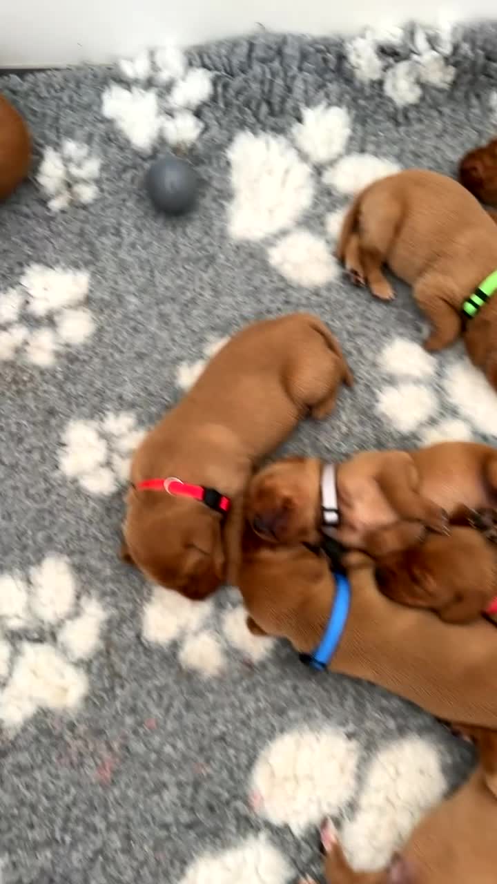 Labrador Retriever dogs for sale: Both parents 0/0 hips and elbow stunning red labs  - Video 2