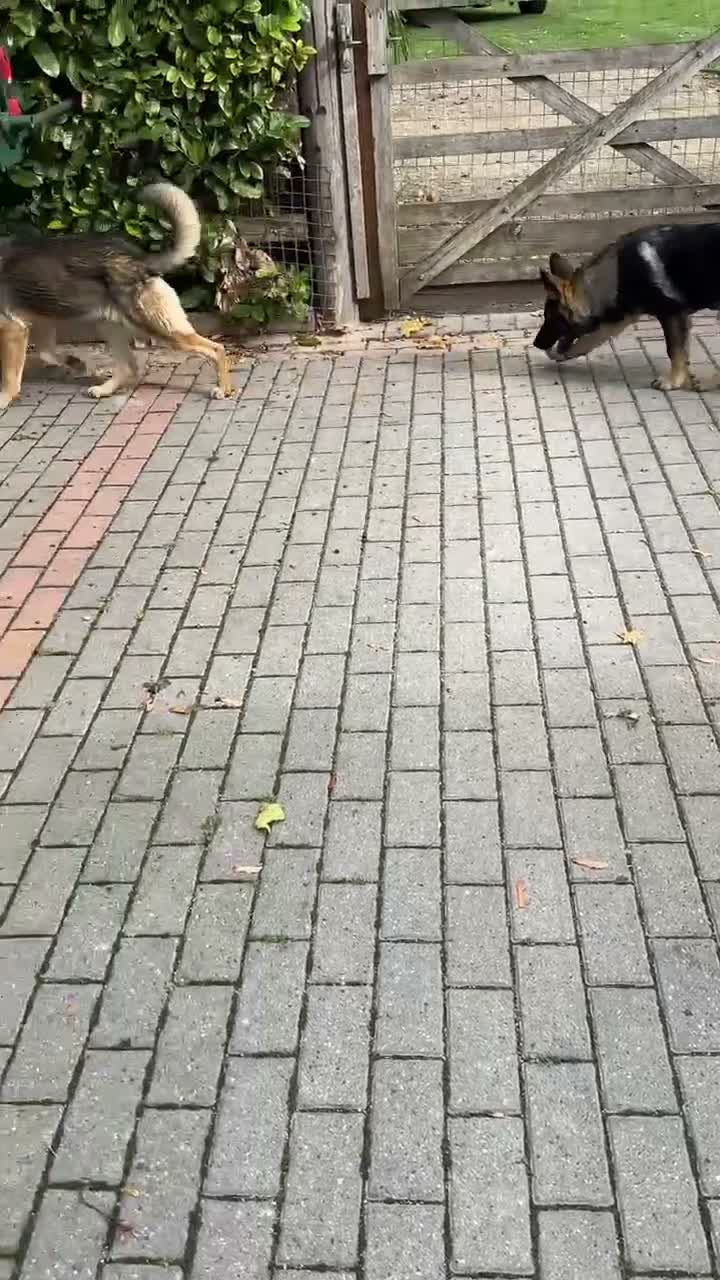German Shepherd dogs for sale: ZEUS AND LUNA 2 GERMAN SHEPHERDS 8 MONTHS OLD  - Video 1