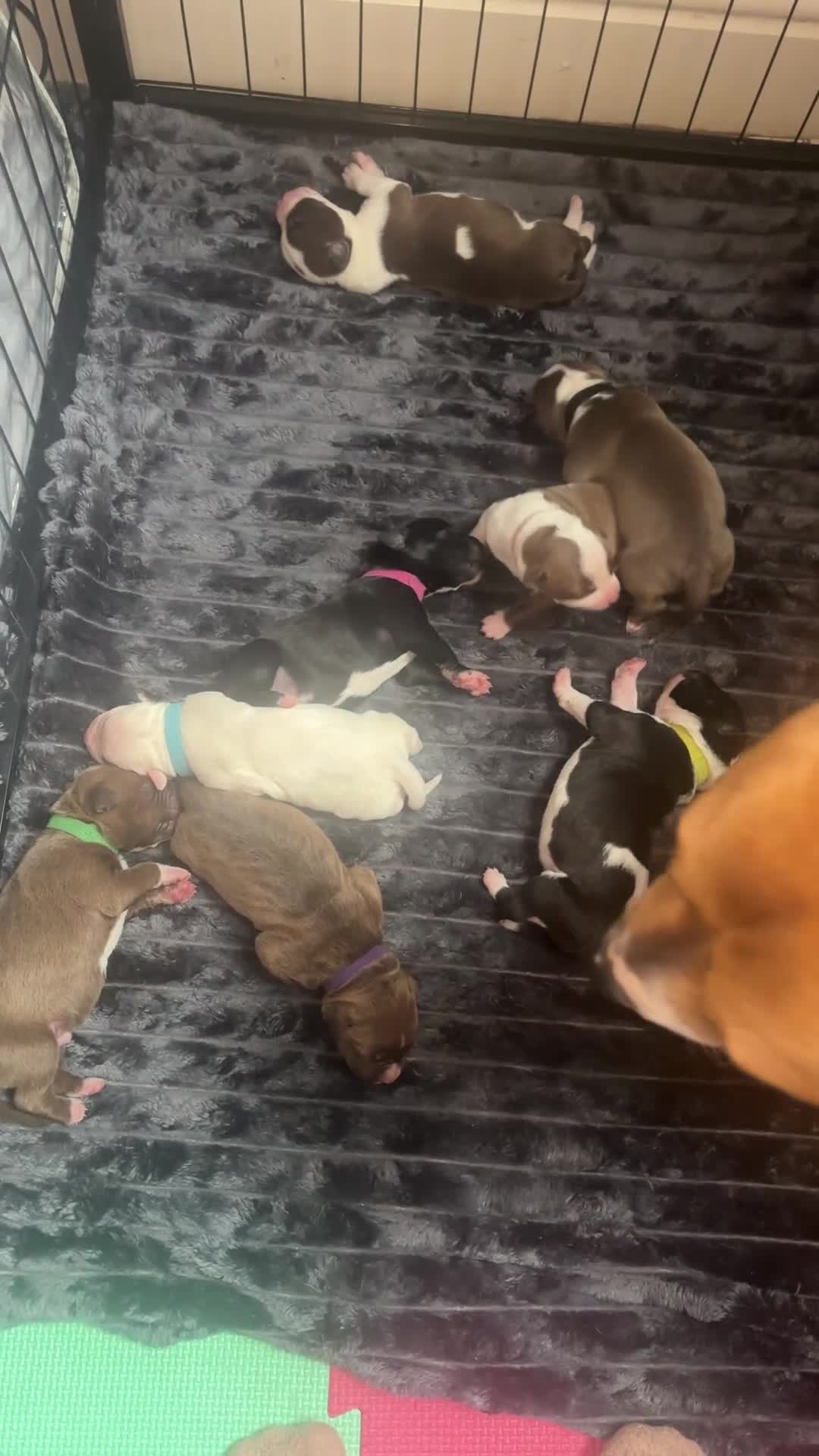 American Bull Staffy dogs for sale: American staffy puppies  - Video 1