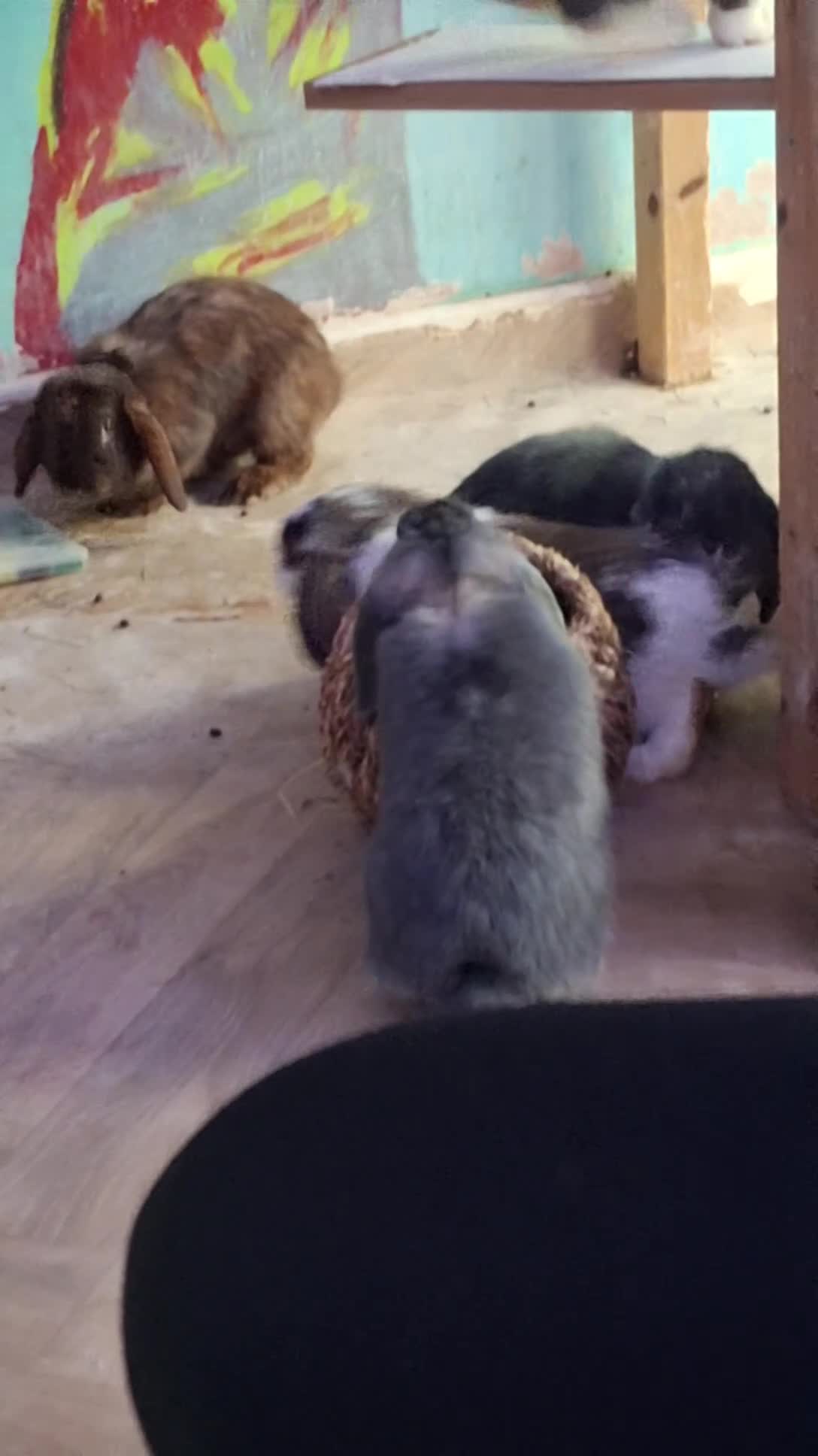 Mini Lop rabbits for sale: 4 beautiful mini lops, 2 boys 2 girls - Video 1