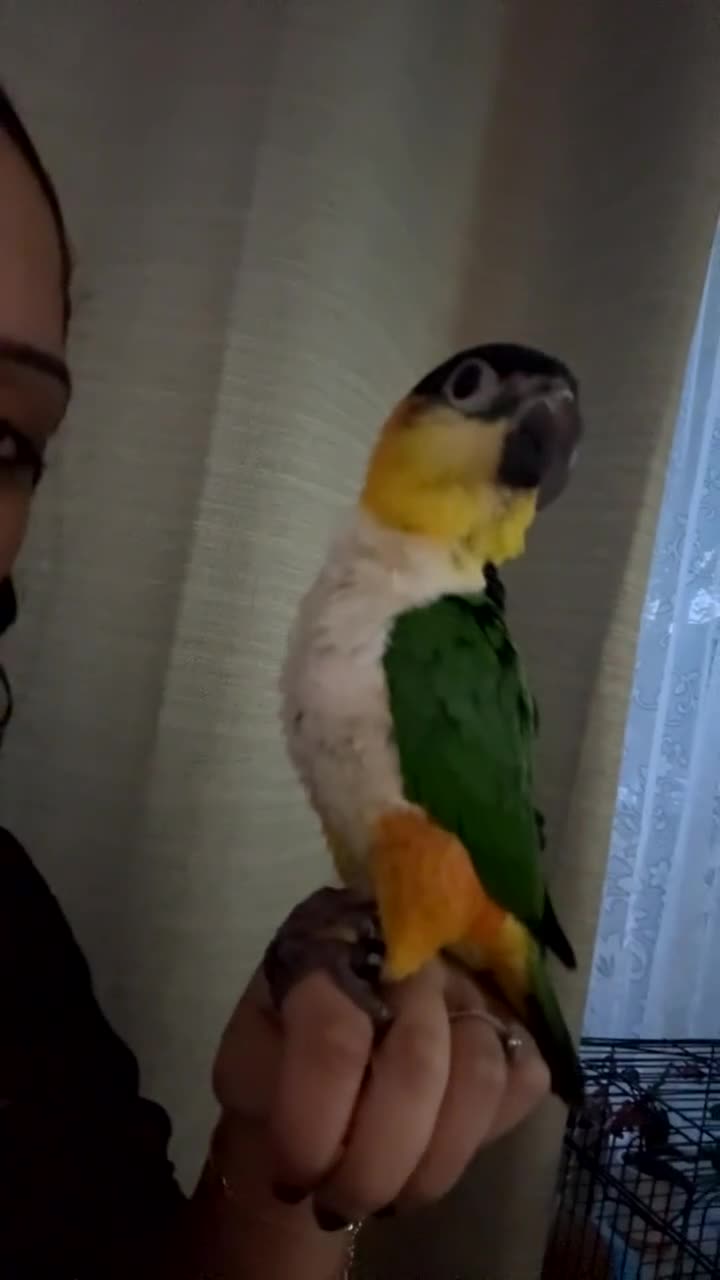 Parrots birds for sale: Black Headed Caique - Video 1
