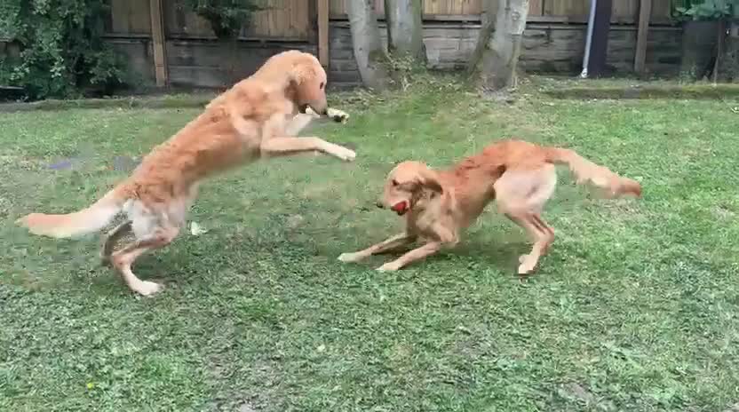 Goldendoodle dogs for sale: PARENTS ARE FROM SUPER HEALTH TESTED LINEAGE  - Video 4