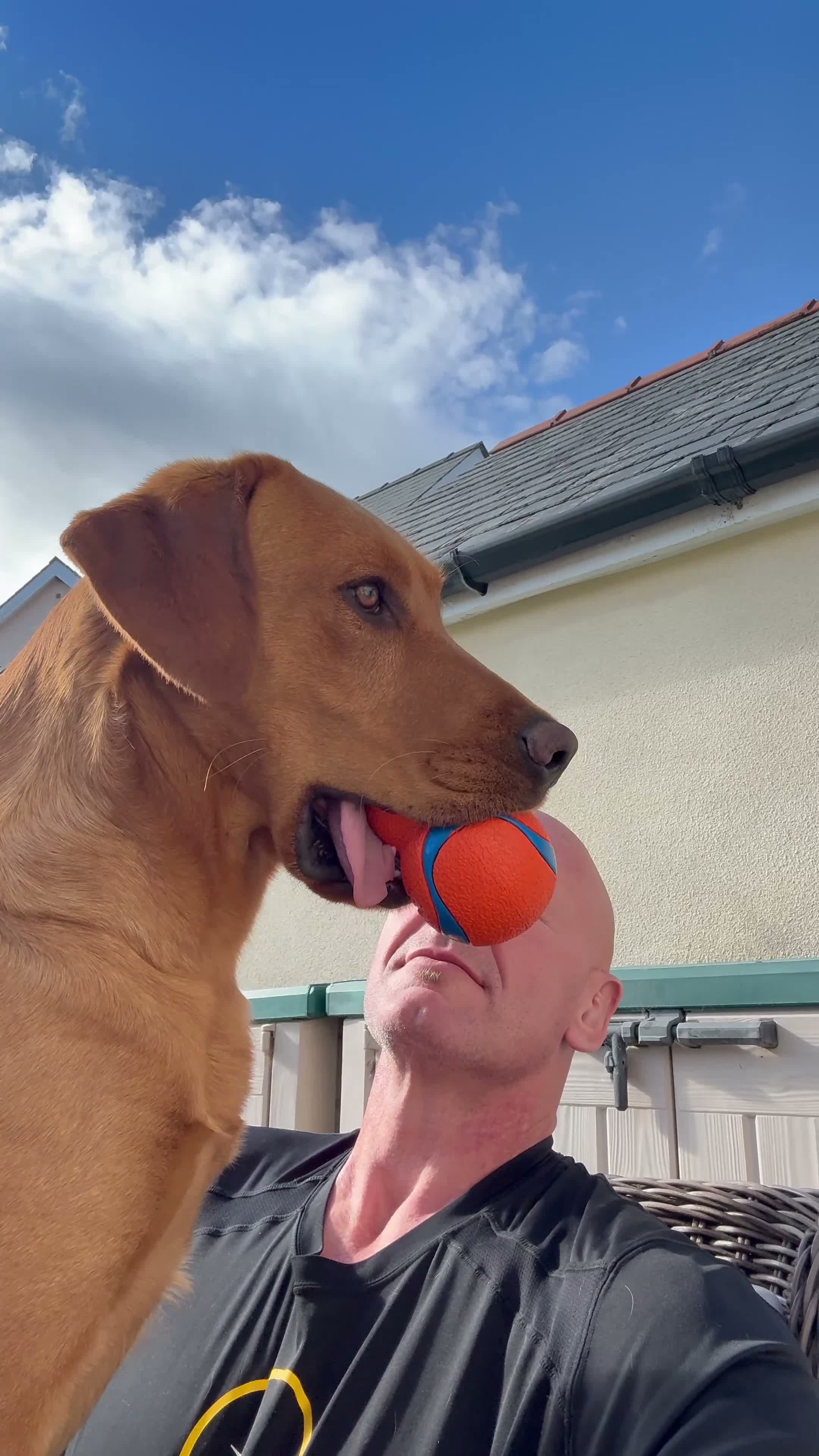 Labrador Retriever dogs for stud: ‘Bear’ Fox Red for stud.  - Video 3