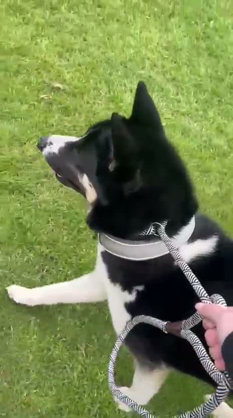 Huskita dogs for stud: Huskita for stud in Corby - Video 1